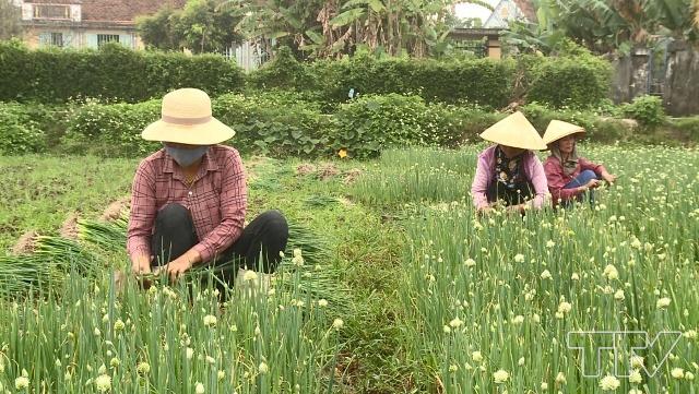 Hiệu quả hoạt động của Hợp tác xã trồng rau an toàn xã Đa Lộc, huyện Hậu Lộc