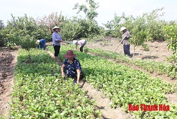 Đảng bộ huyện Hậu Lộc nâng cao chất lượng sinh hoạt chi bộ